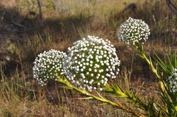 Muitos 'chuvirinhos' no Parque dos Pirineus, em Pirenópolis - GO